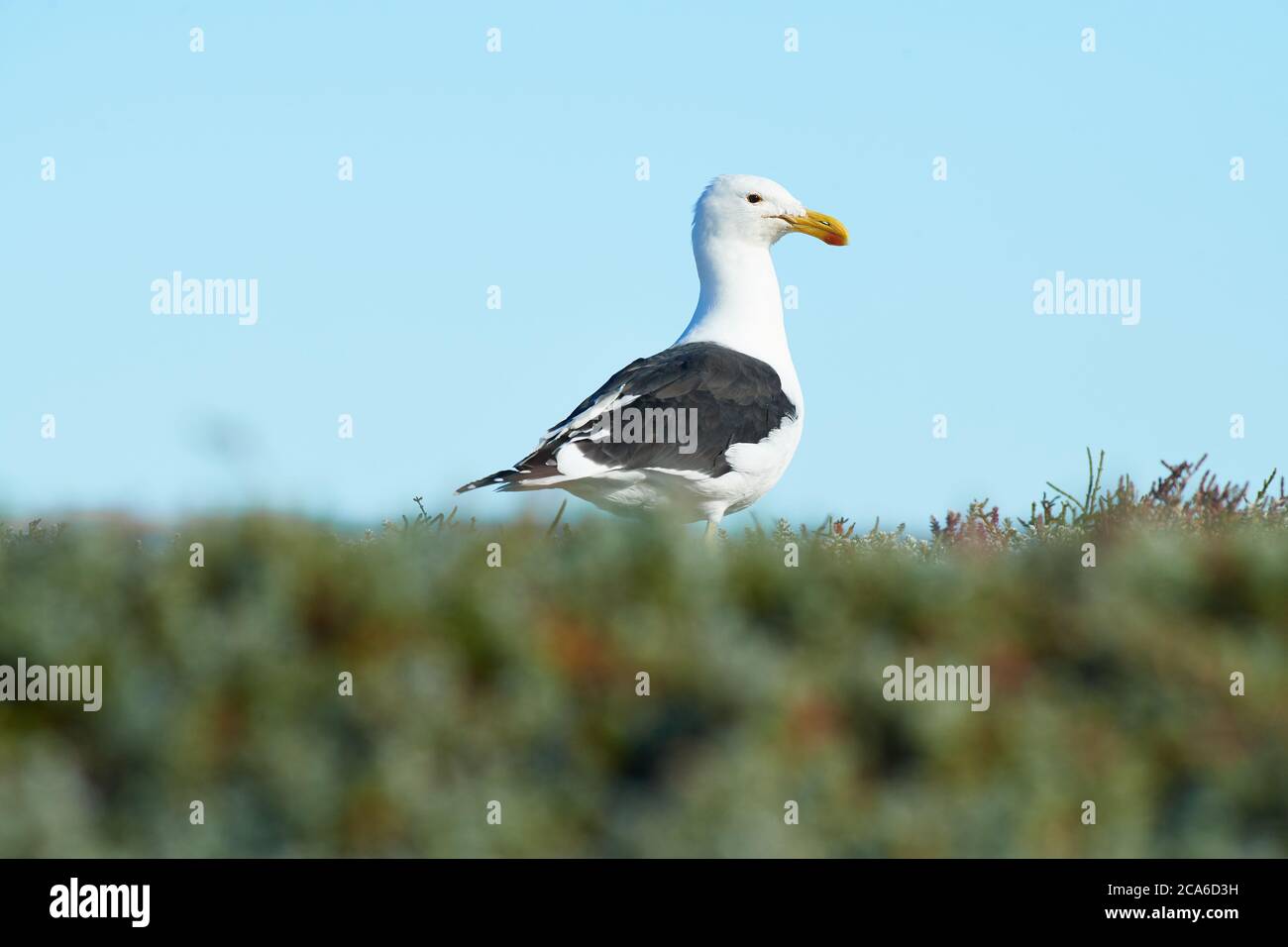 Kelp Gull, Veldddriff, Capo Occidentale Foto Stock