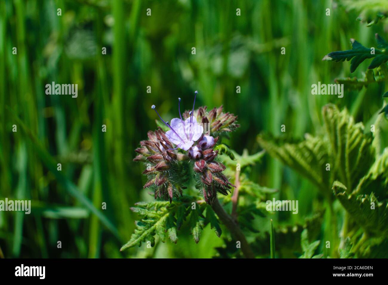 Una tansy viola che cresce nel prato nel mezzo di alte erbacce, i nomi comuni sono pazzia phacelia, tansy blu o tansy viola, nome scientifico Phacelia Foto Stock