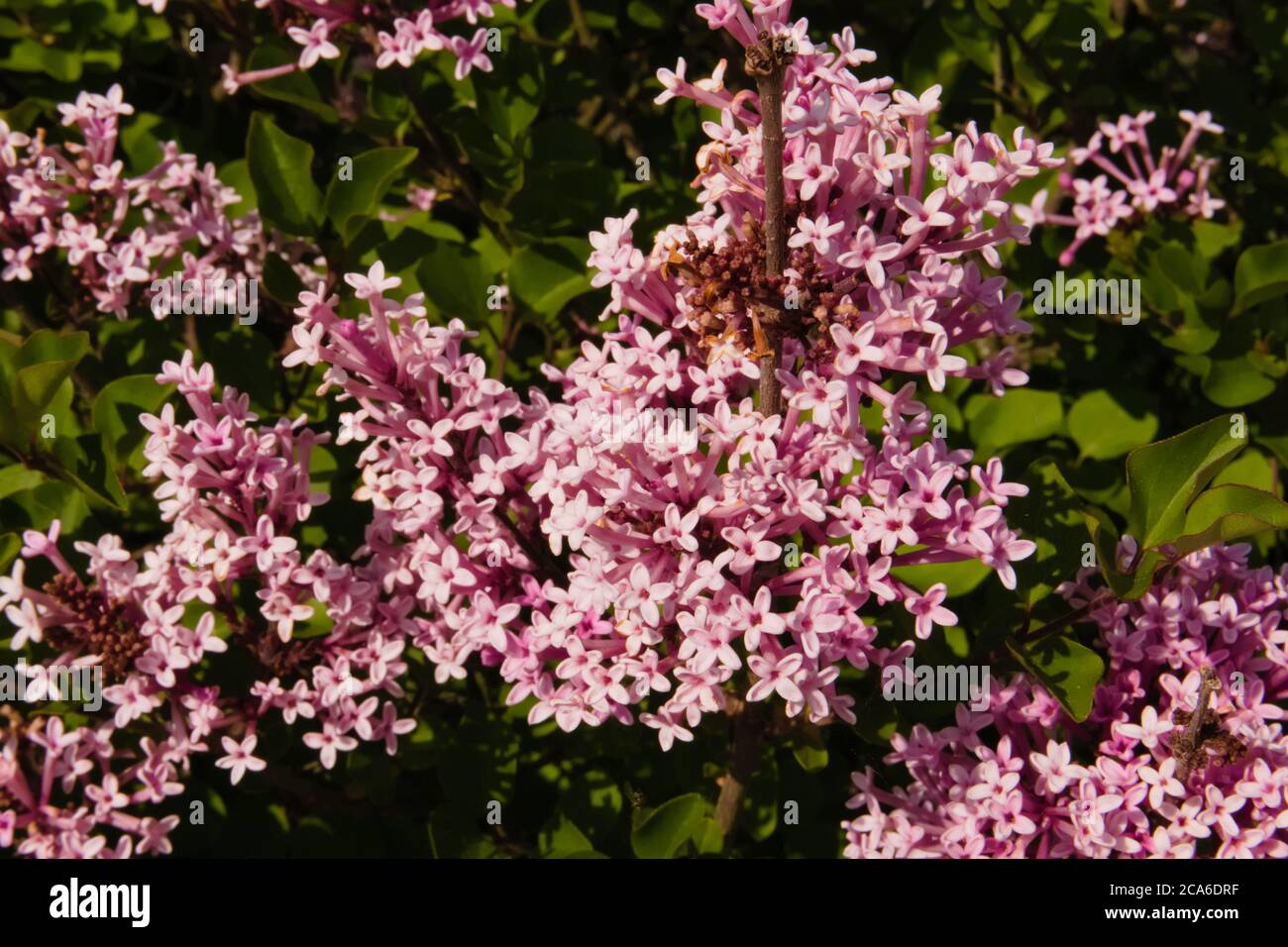 Primo piano dei bellissimi fiori viola/rosa della piccola pianta coreana Lilac o Dwarf lilac, Syringa meyeri Palibin Foto Stock