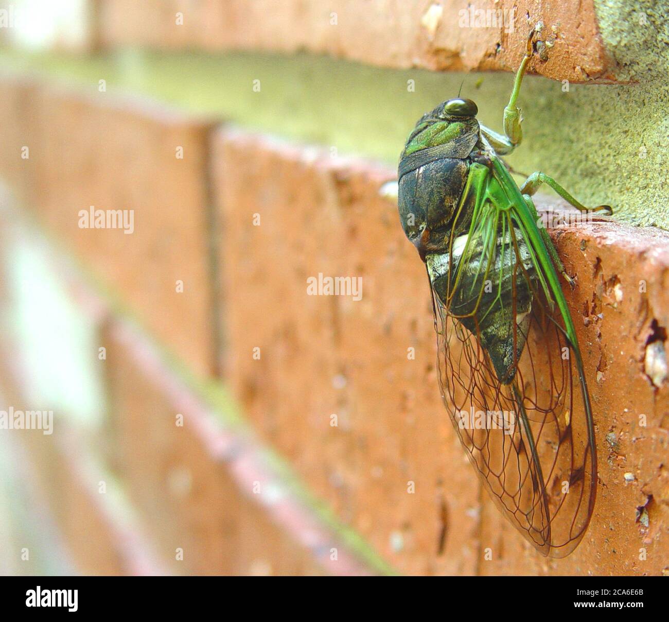 Una cicada che sale su un muro di mattoni. Foto Stock