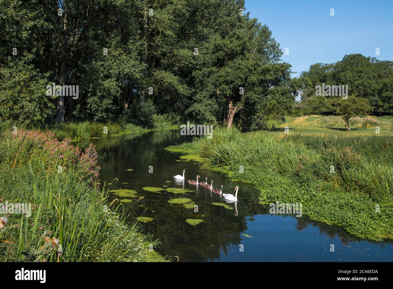 Una famiglia di cigni nel fiume Waveney a Hoxne Wier, Hoxne, Suffolk. Il fiume Waveney è il confine tra Suffolk sinistra e Norfolk destra. Foto Stock
