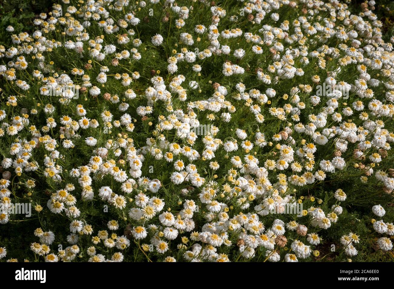 Fiori camomilla che crescono in un campo. Norfolk, Regno Unito. Foto Stock