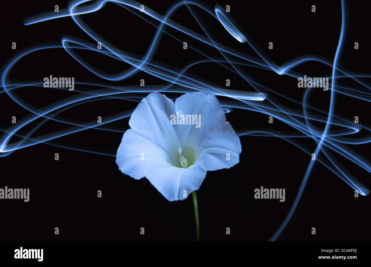 Bedge bindweed fiore circondato da colpi di luce, nome scientifico Calystegia sepium Foto Stock