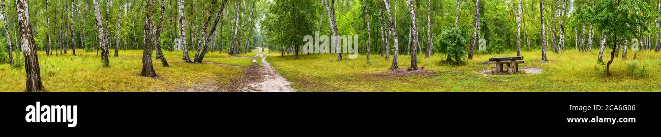 Boschetto di betulla con una strada e panca in estate soleggiato giorno, enorme panorama Foto Stock