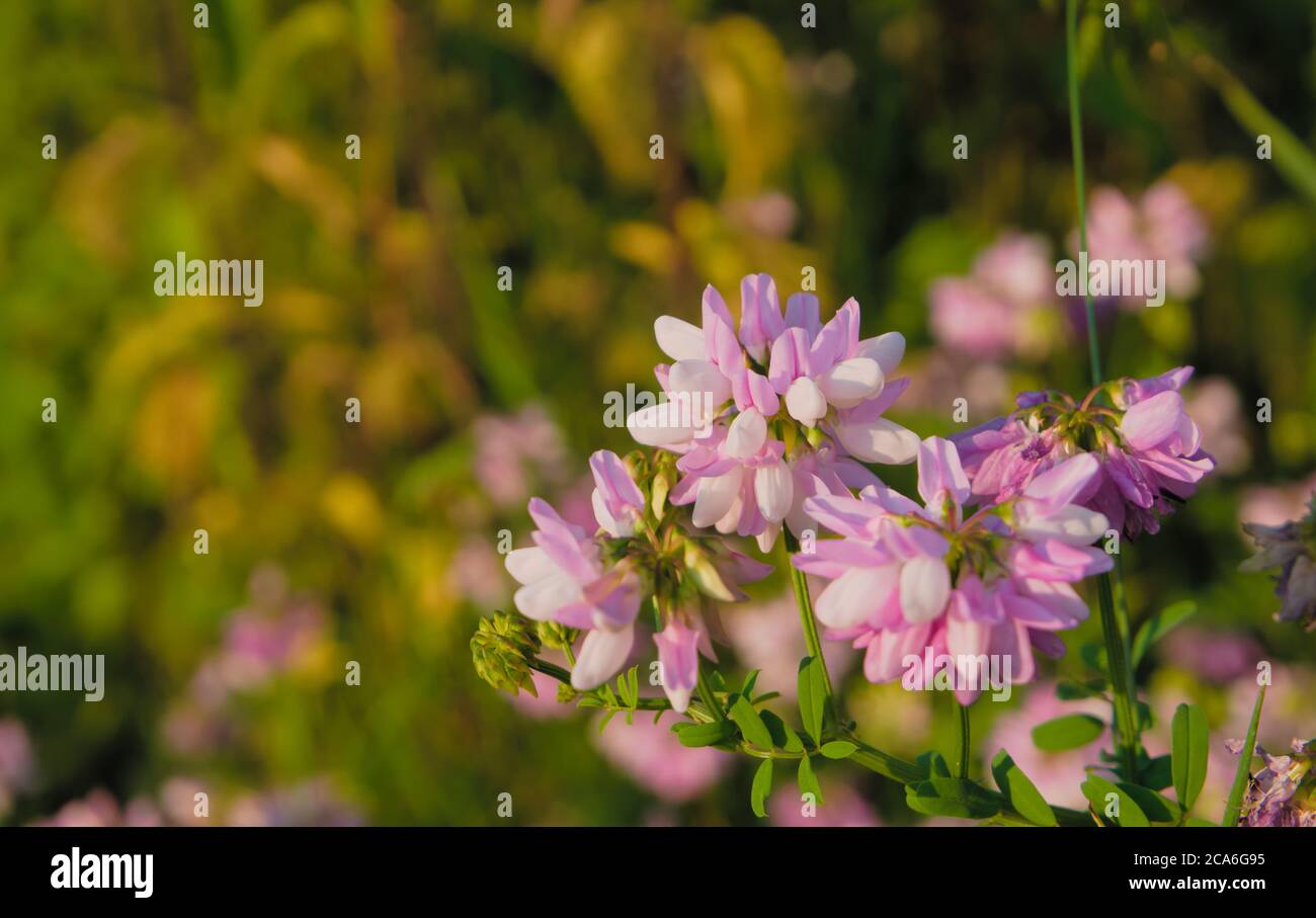 Bel fiore selvaggio Viola Crown vetch sotto la luce del sole, nome scientifico Coronilla varia Foto Stock