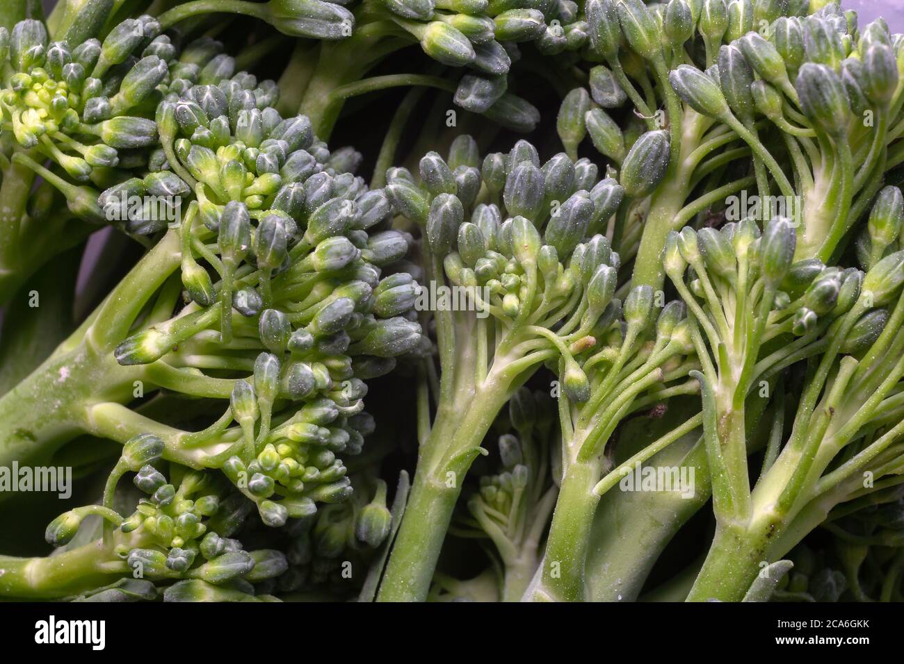 Broccoli - primo piano Foto Stock