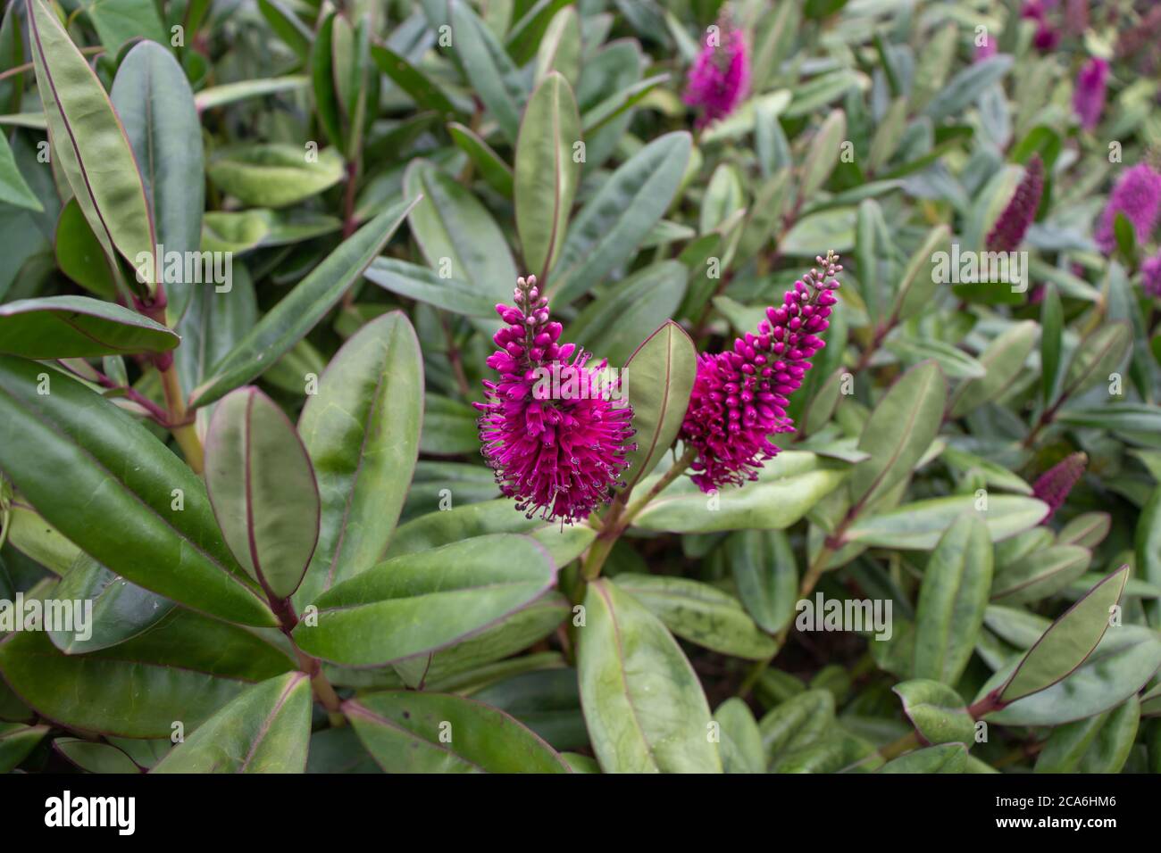 Pianta di Hebe speciosa. Infiorescenze viola e fogliame sempreverde. Cespuglio decorativo fiorito. Foto Stock
