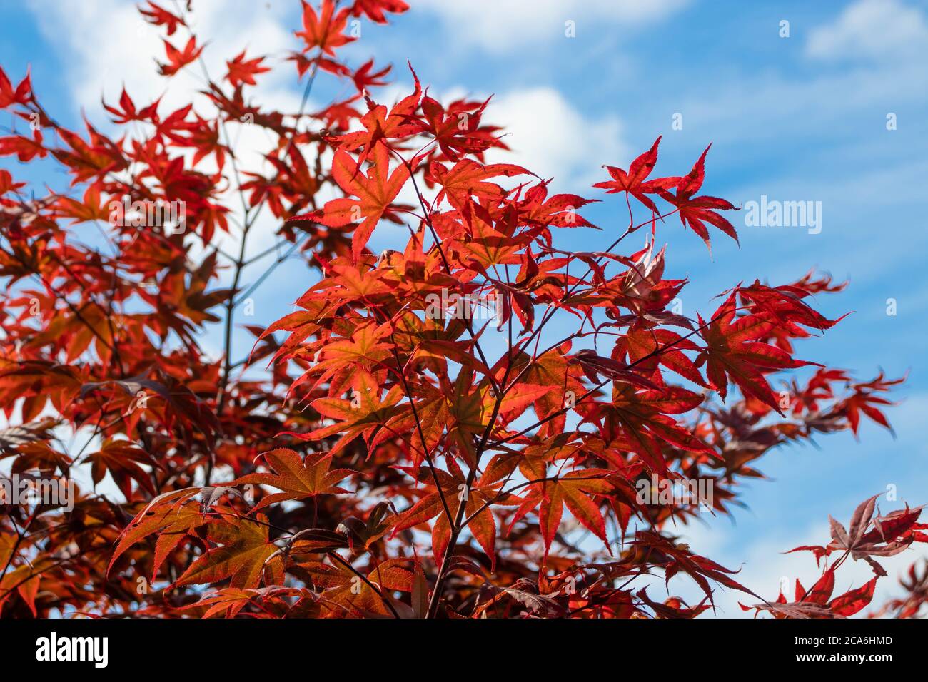 Rami d'acero giapponesi con foglie rosse sul cielo blu e sullo sfondo delle nuvole bianche. Acer albero palmatum. Foto Stock