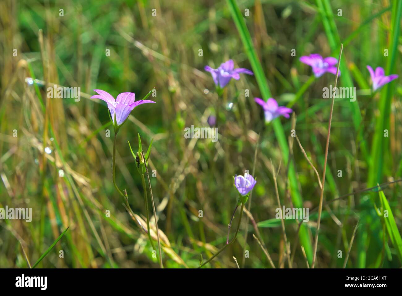 Isolati fiori violacei selvatici noti come preading bellflower, illuminati dalla luce del sole del pomeriggio, nome scientifico Campanula patula Foto Stock