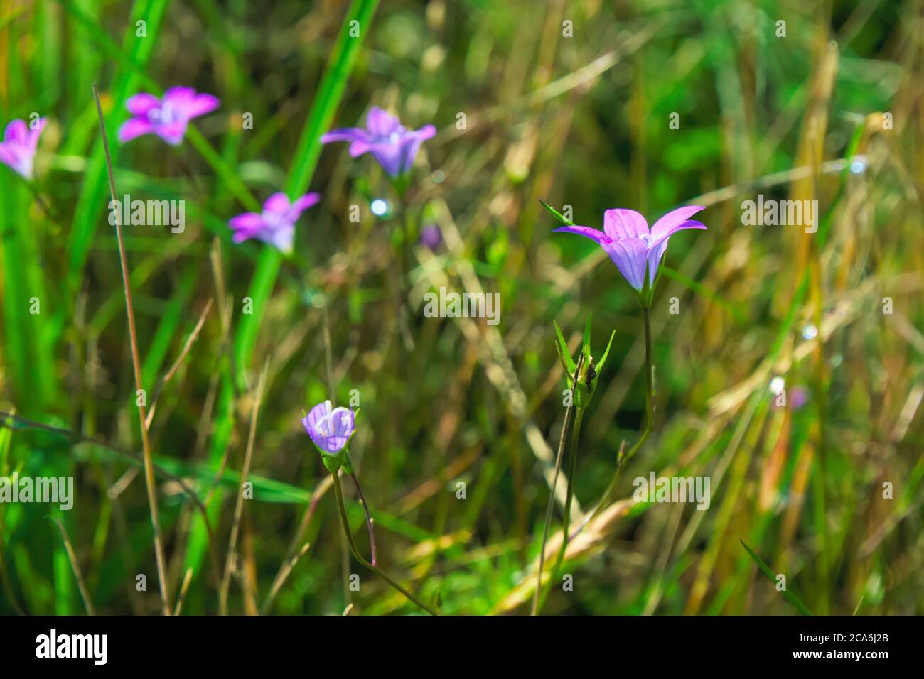 Isolati fiori violacei selvatici noti come preading bellflower, illuminati dalla luce del sole del pomeriggio, nome scientifico Campanula patula Foto Stock