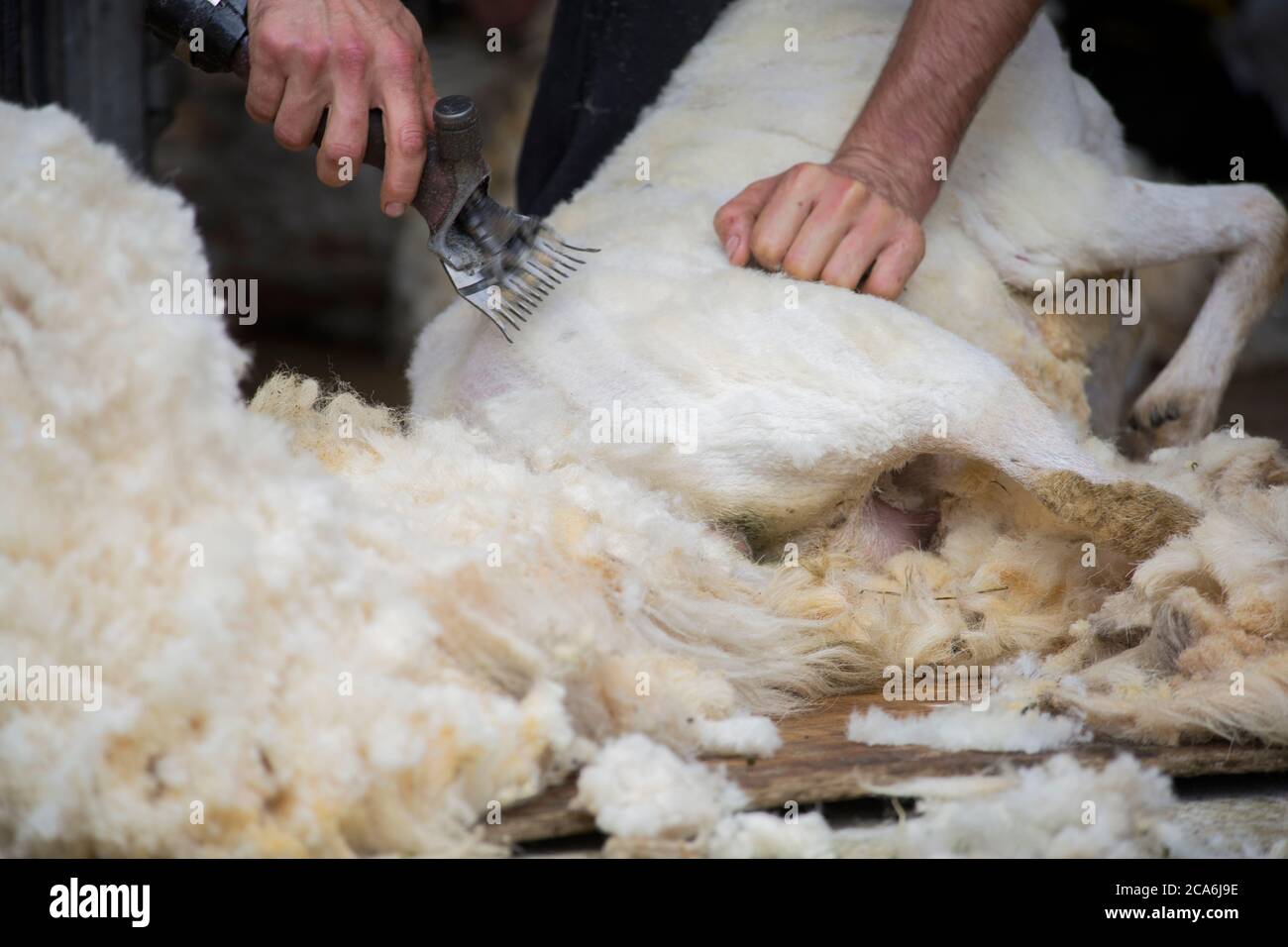 Tosatura delle pecore Foto Stock