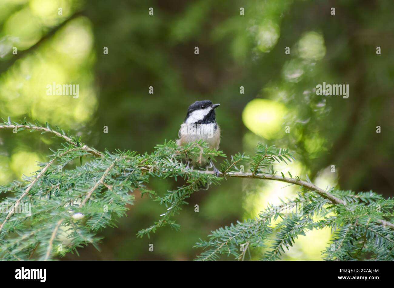 Un Chickadee (atricapillus di Poecile) appollaiato su un ramo nel bosco Foto Stock