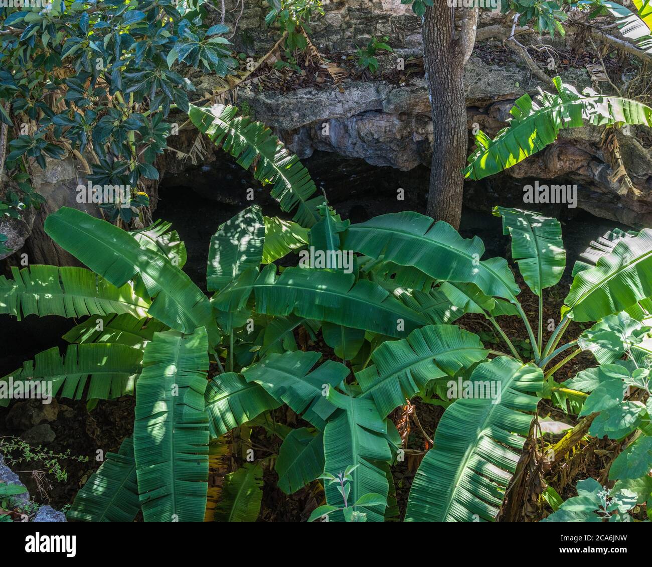 Le foglie di banana oscurano l'apertura del cenote sotto il Tempio del Cenote Chen Mul nelle rovine della città maya post-classica di Mayapan, Yucata Foto Stock