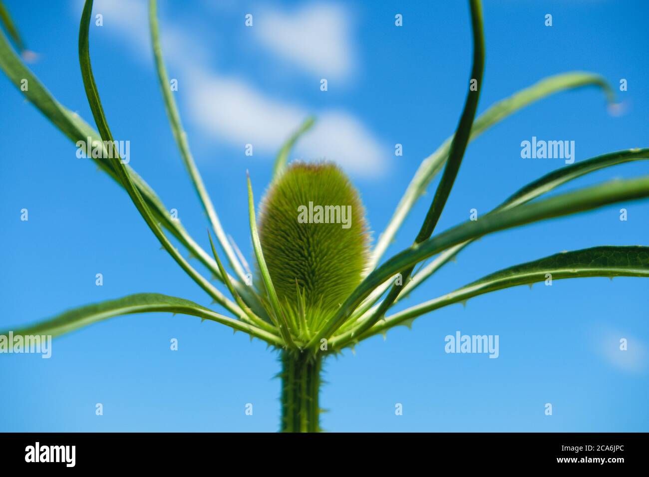 Teasel selvatico o teasel di Fuller, isolato su un cielo blu come sfondo, nome scientifico Dipsacus Fullonum Foto Stock