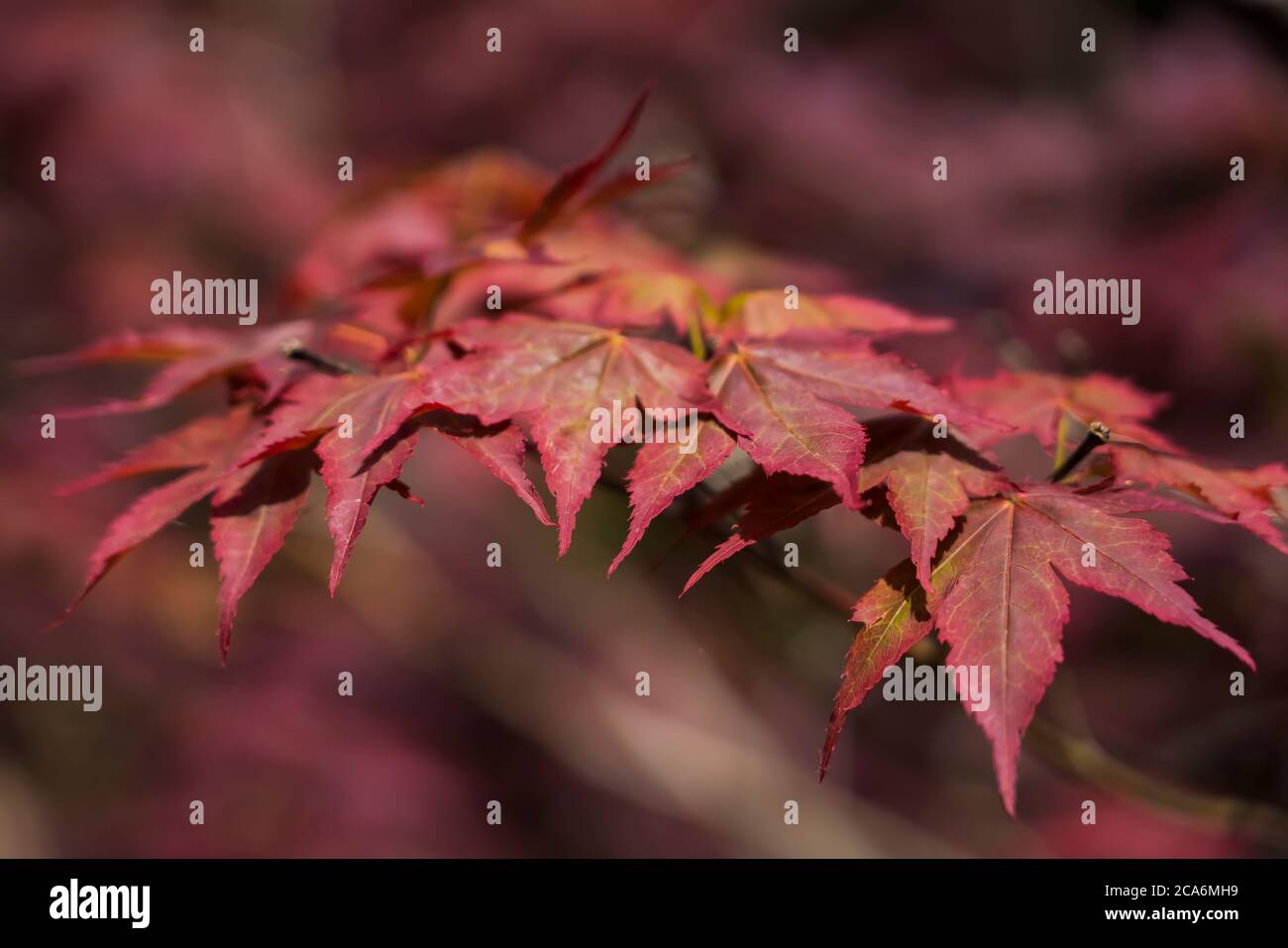 Foglie di autunno arancioni e rosse Foto Stock