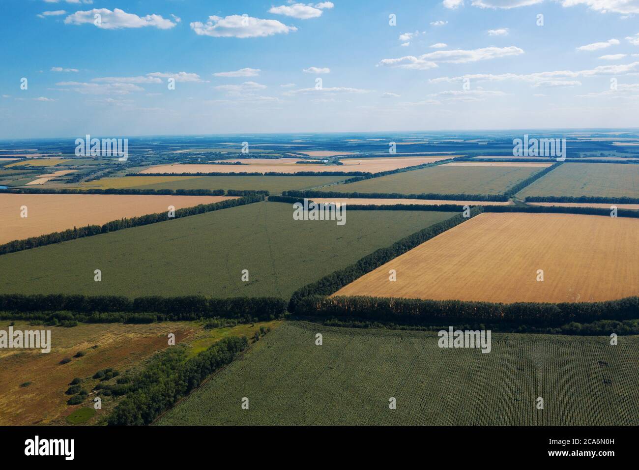 Vista aerea dei campi di raccolta verde e giallo, volo sopra il drone. Foto Stock
