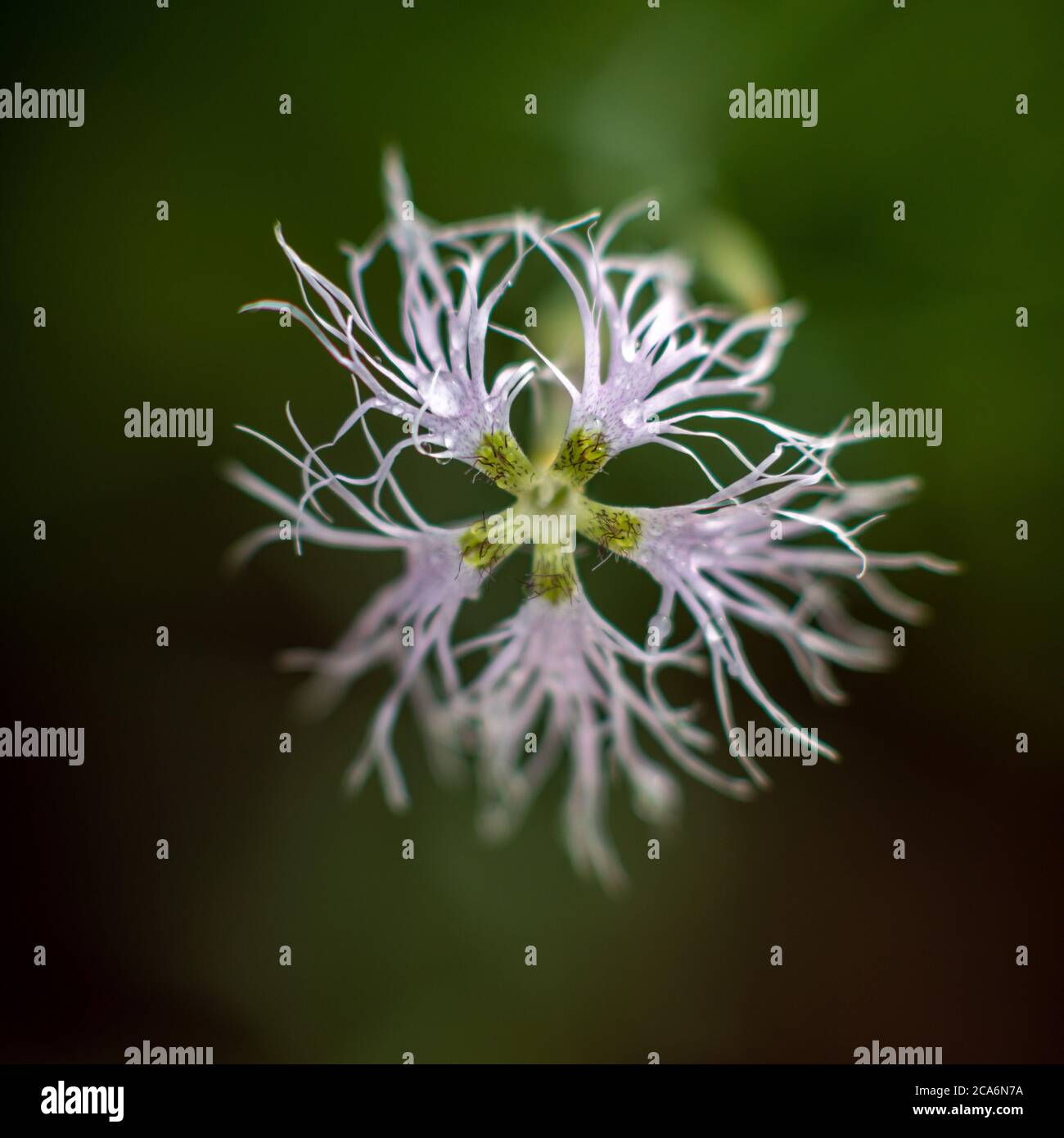 Dianthus superbus flower, New York state, USA. Foto Stock