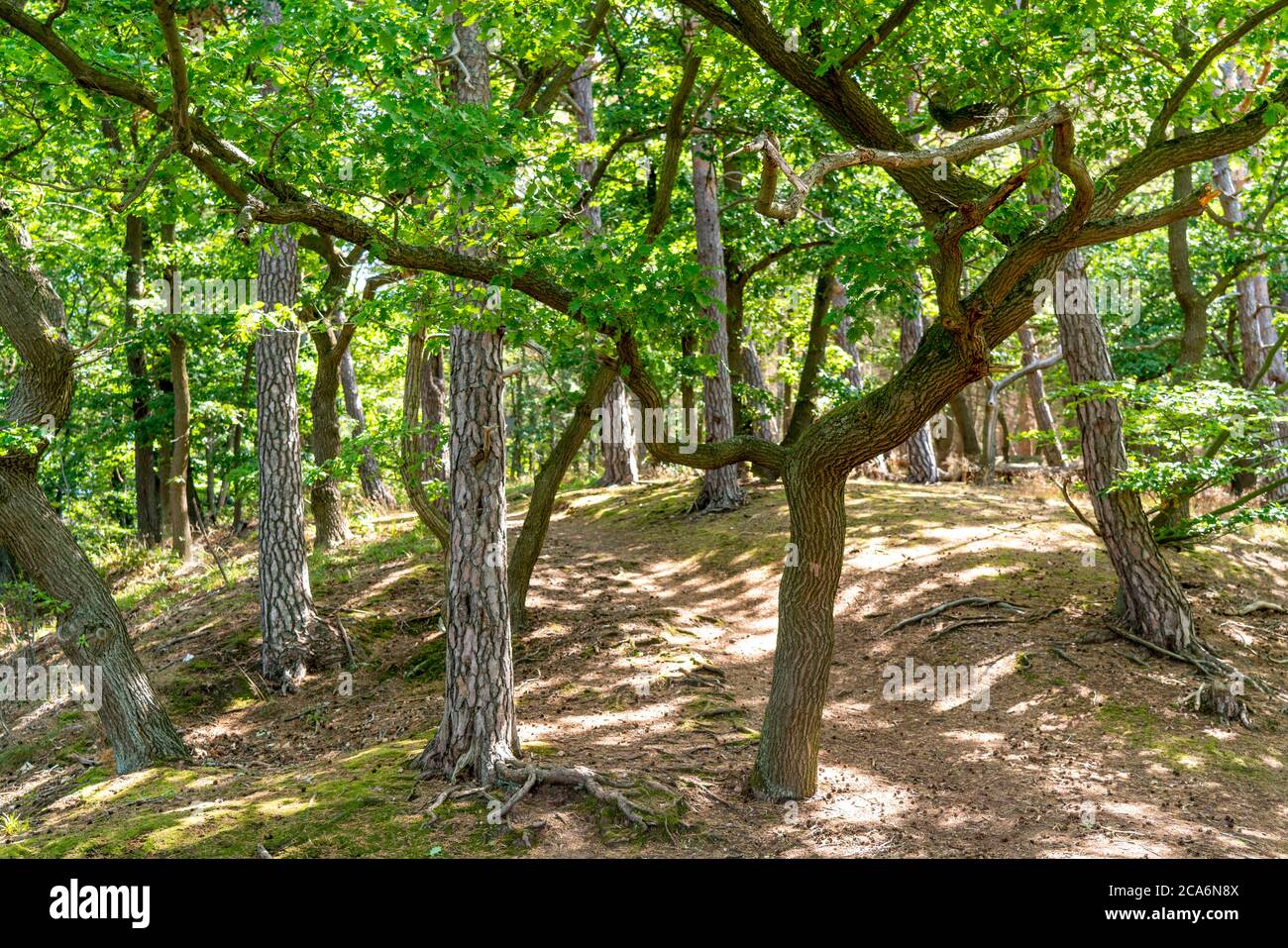 Foresta, foresta mista, quercia e abete rosso, Rur-Eifel vicino Nideggen, Eifel, NRW, Germania, Foto Stock