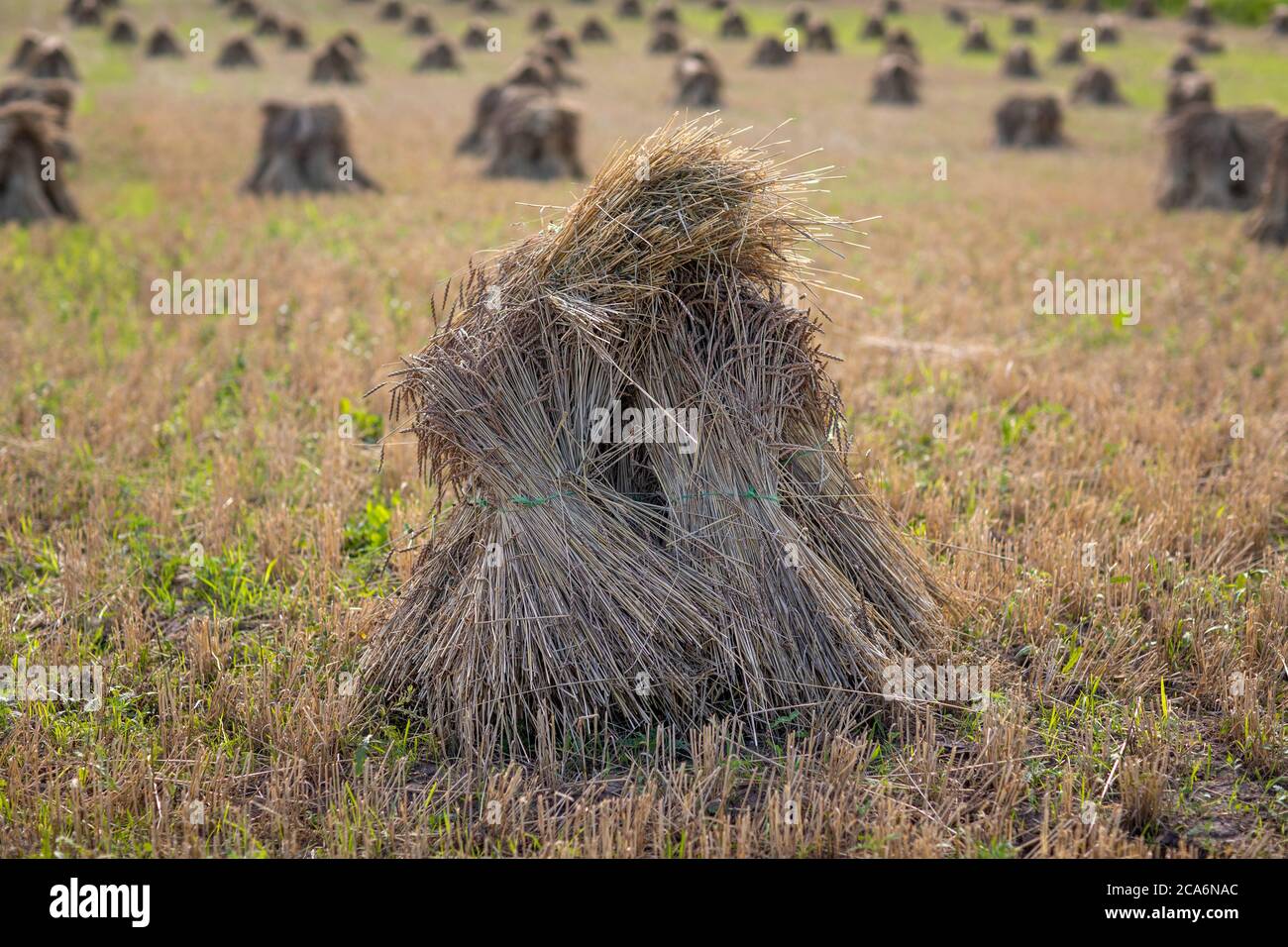 Shock di grano Amish, New York state, USA. Foto Stock