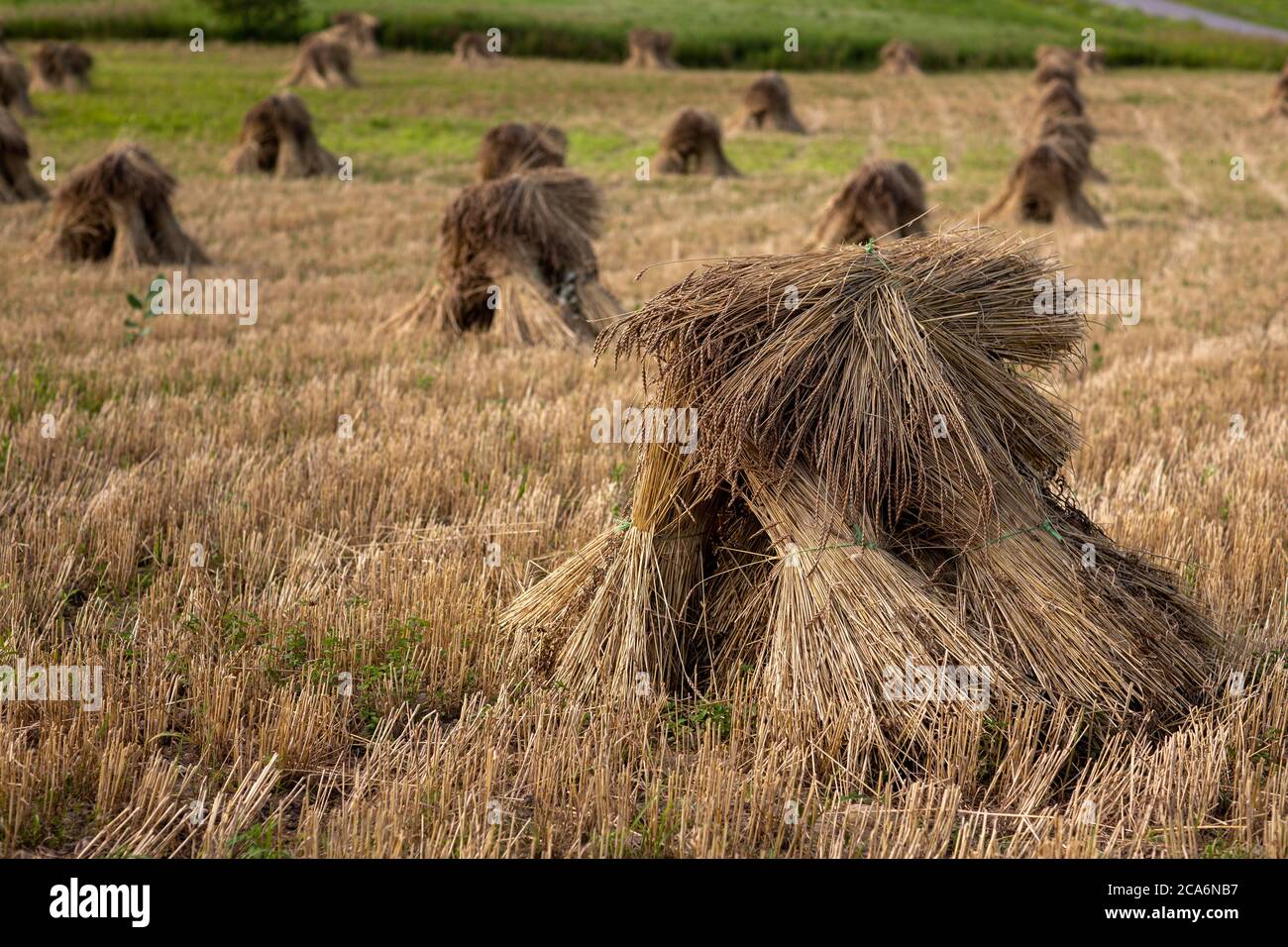 Shock di grano Amish, New York state, USA. Foto Stock