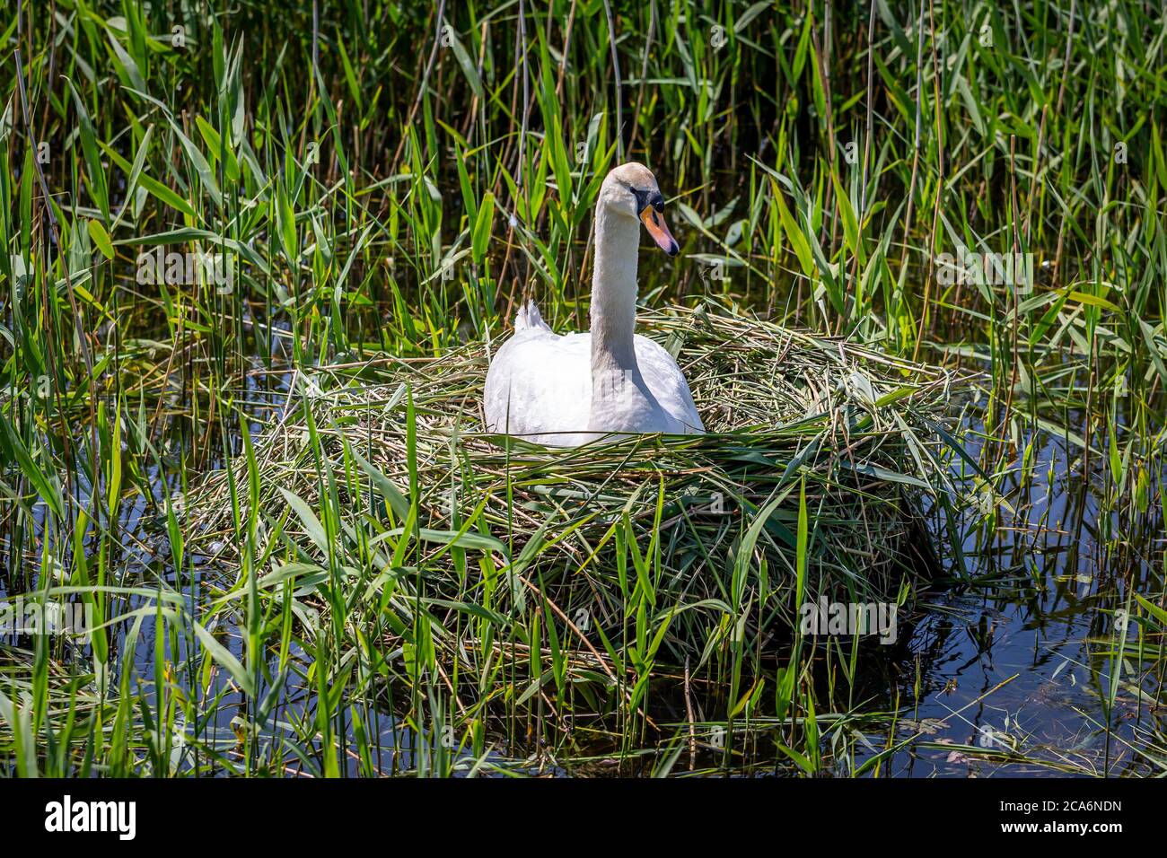 Un cigno sul suo nido in primavera Foto Stock