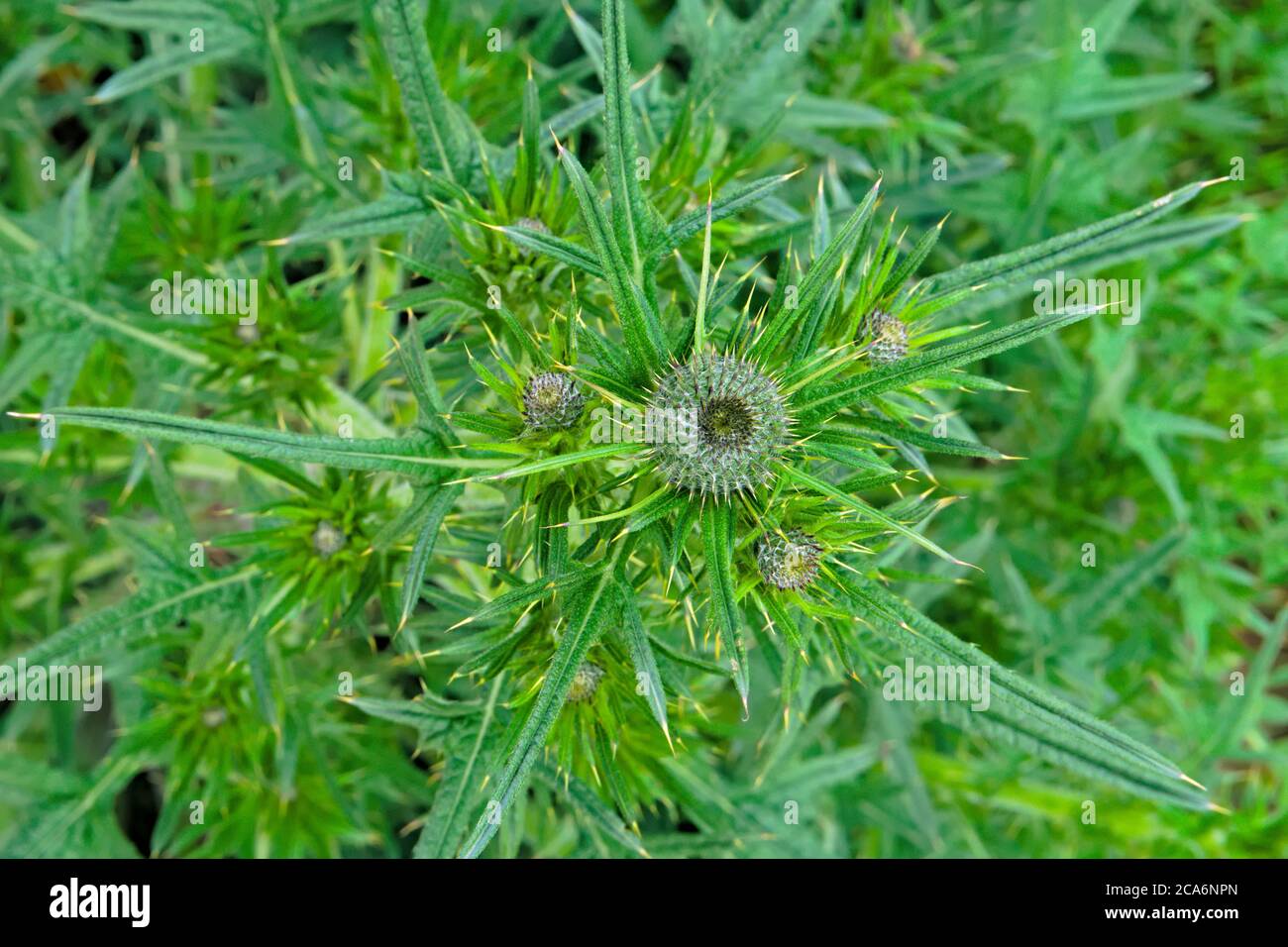 Primo piano dei lobi delle foglie di un tistolo della lancia anche kwon come comune tistolo, nome scientifico Cirsium vulgare Foto Stock