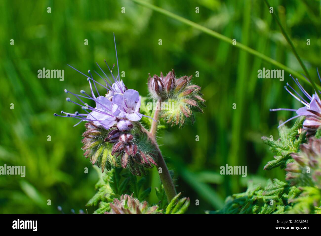 Una tansy viola che cresce nel prato nel mezzo di alte erbacce, i nomi comuni sono pazzia phacelia, tansy blu o tansy viola, nome scientifico Phacelia Foto Stock