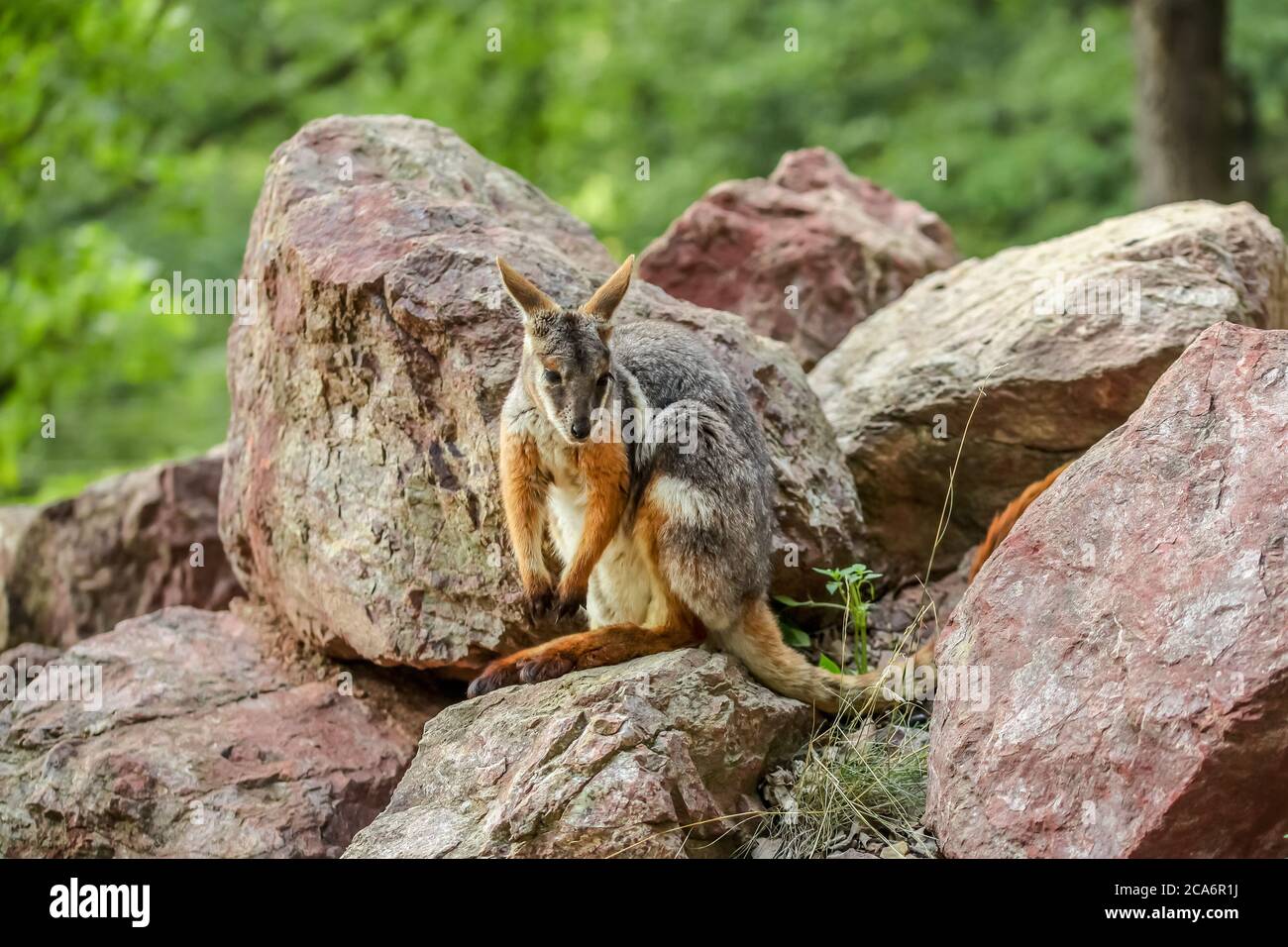 Canguro wallaby ( Petrogale xanthopus ) di roccia a piedi gialli seduto su rocce rosse Foto Stock