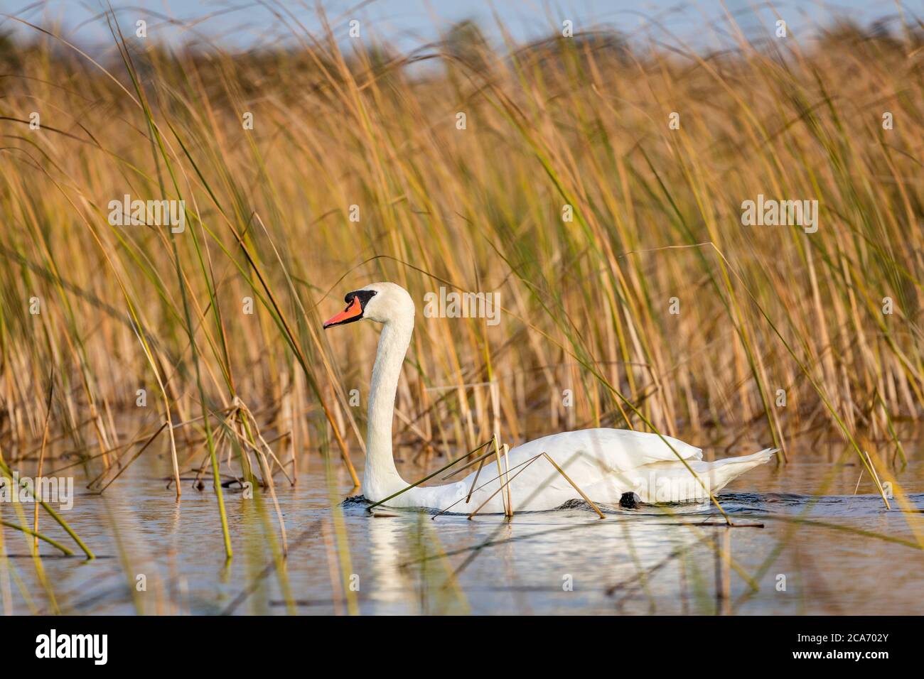 Adulto Mute Swan scivola attraverso un corso d'acqua erboso. Foto Stock