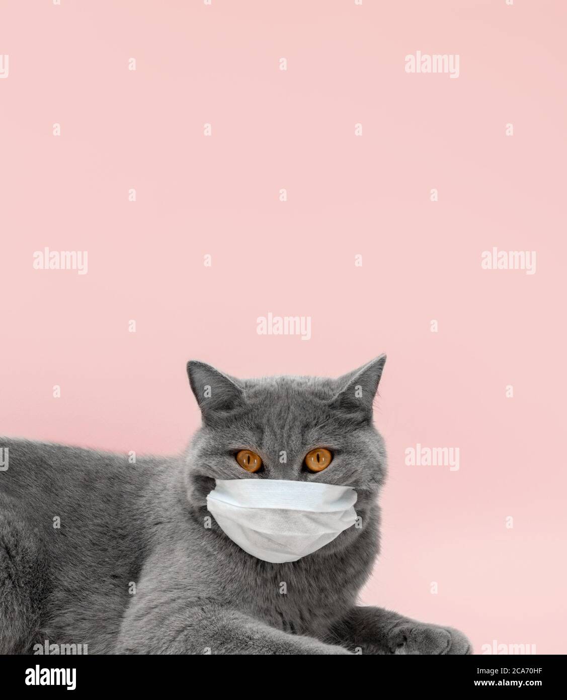 Maschera per il viso in feltro di gatto maschera per gatti DRESS UP COSTUME finta di giocare con la maschera per bambini