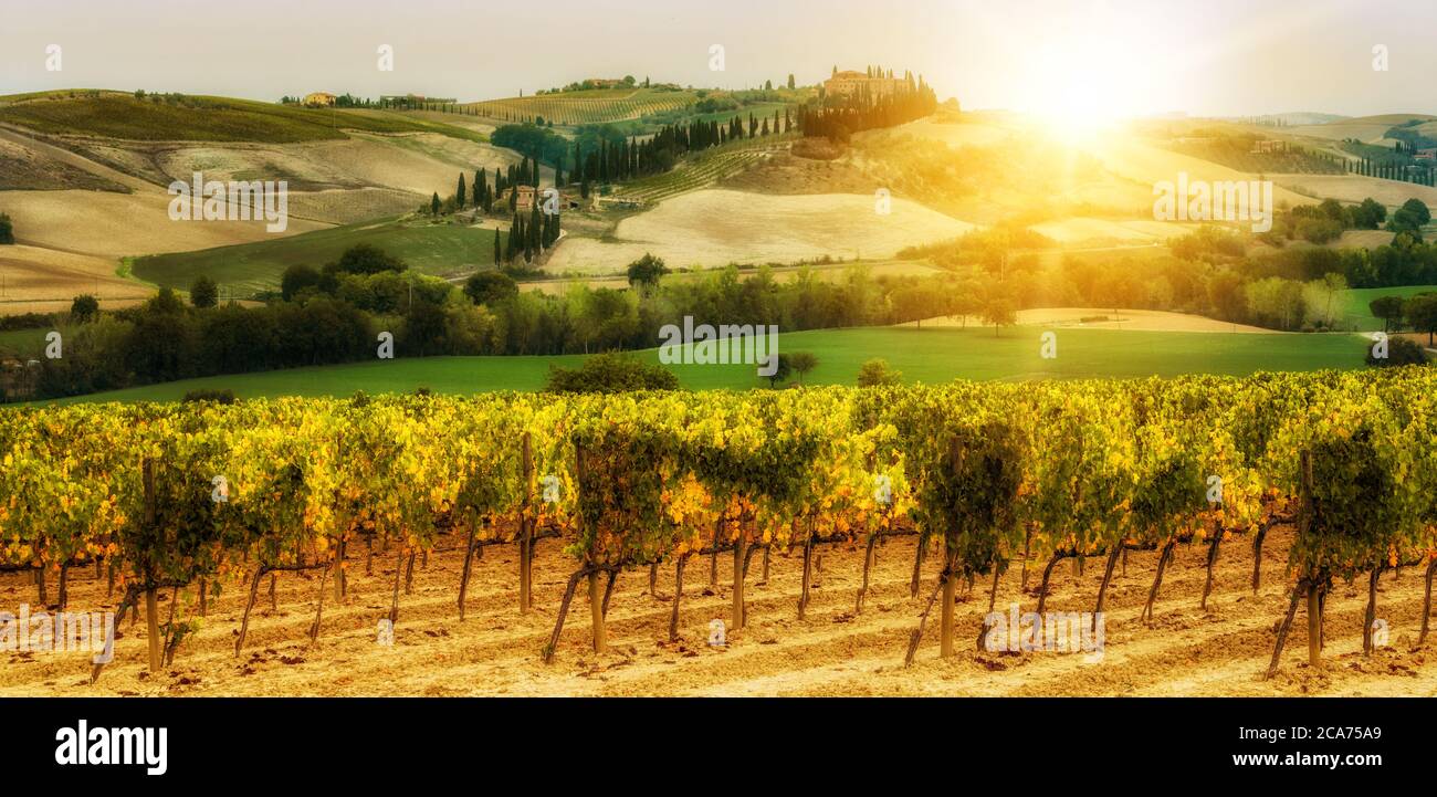 Paesaggio viticolo in Toscana. Foto Stock