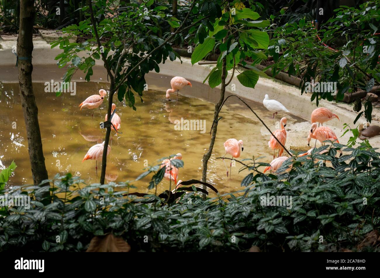 Un gregge di fenicotteri cileni (Fenicotterus chilensis - una grande specie di fenicotteri) su un lago vicino all'entrata del parco zoologico Zoo Safari. Foto Stock