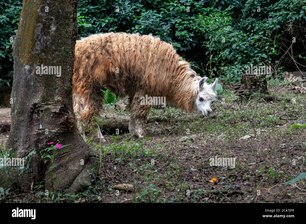 Un lama (AKA lama glama - un camelide sudamericano addomesticato) che si alimenta all'interno del suo spazio nel parco zoologico Zoo Safari. Foto Stock