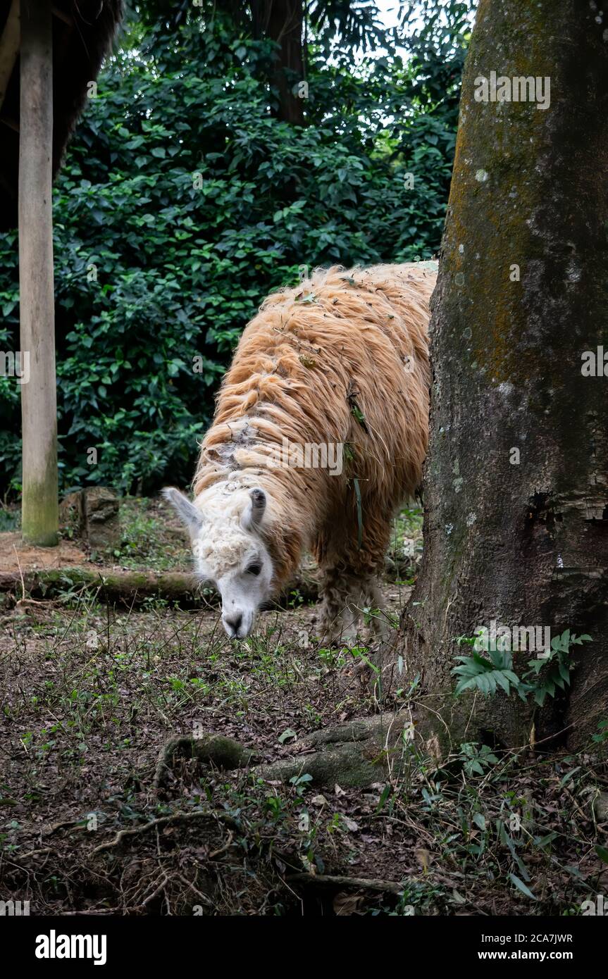 Un lama (AKA lama glama - un camelide sudamericano addomesticato) che si alimenta all'interno del suo spazio nel parco zoologico Zoo Safari. Foto Stock