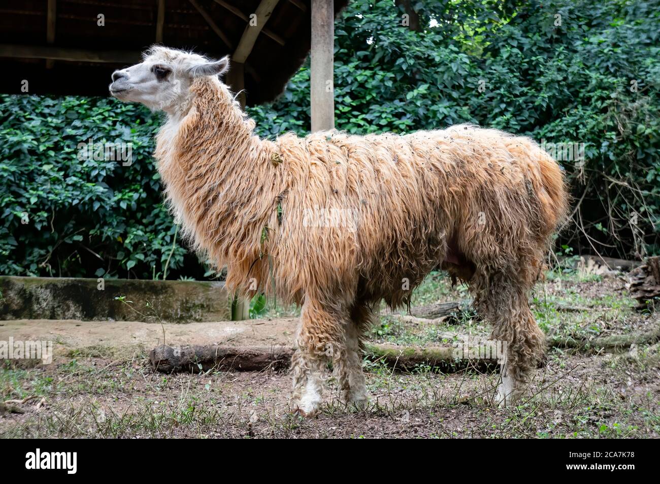 Un lama (AKA lama glama - un cammellide sudamericano addomesticato) che si trova all'interno del suo spazio nel parco zoologico Zoo Safari. Foto Stock