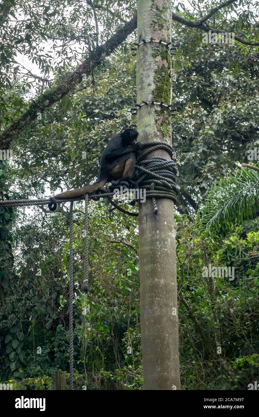 Una scimmia ragno a testa nera (Ateles fusciceps - una specie di scimmia del nuovo mondo) seduto su una speranza legata su un albero di log in Zoo Safari parco zoologico. Foto Stock