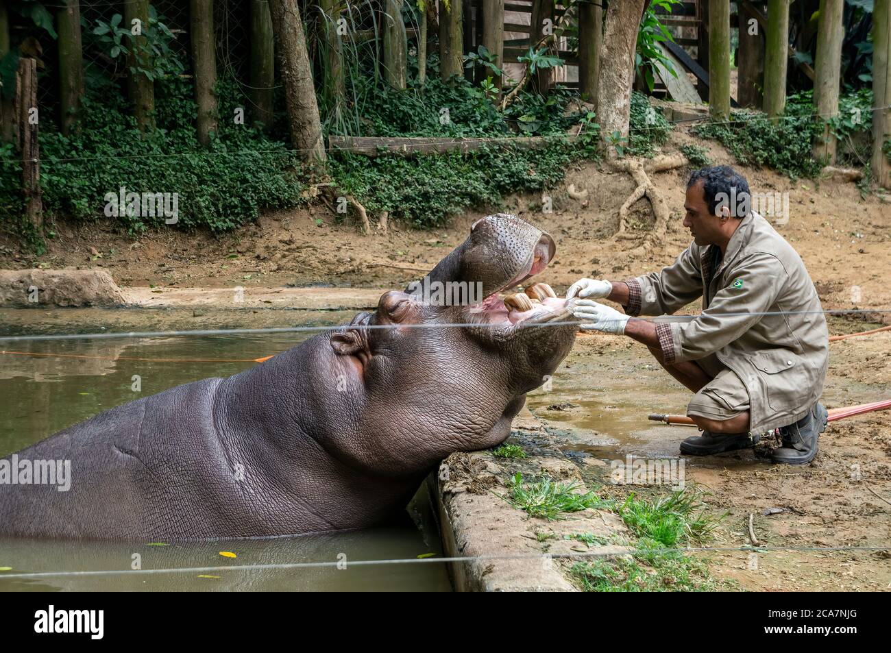 Ippopotamo (Hippopotamus anfibio - grande, per lo più erbivoro, mammifero semiacquatico) rilassato mentre è trattato da un custode dello zoo nel parco Safari Zoo. Foto Stock