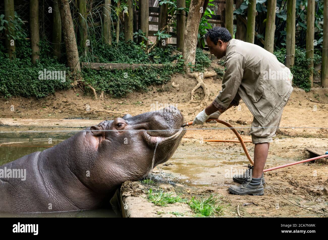 Un Hippopotamus (Hippopotamus anfibio - grande, per lo più erbivoro, mammifero semiacquatico) acqua potabile servita da un custode dello zoo nel parco Safari Zoo. Foto Stock