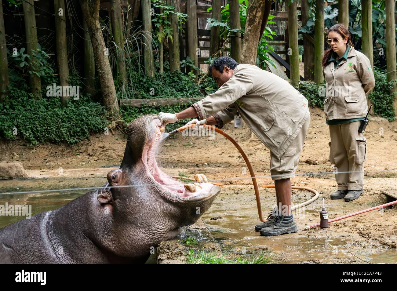 Ippopotamo (Hippopotamus anfibio - grande, per lo più erbivoro, mammifero semiacquatico) che ha la sua bocca lavata da un custode dello zoo nel parco Safari Zoo. Foto Stock