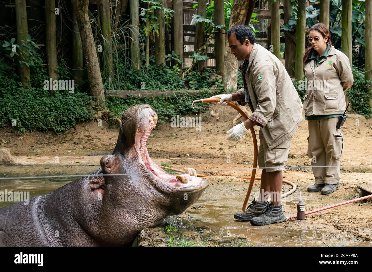 SAN PAOLO - BRASILE / 2 SETTEMBRE 2015: Un ippopotamo (Hippopotamus anfibio - grande, per lo più erbivoro, mammifero semiacquatico) che riceve cure mediche Foto Stock