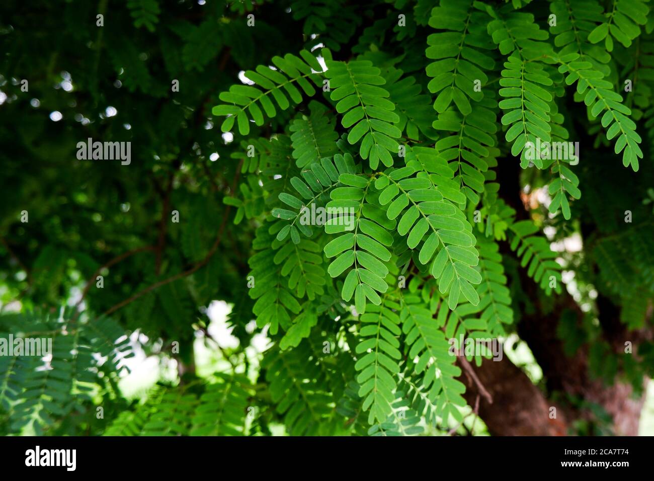 un colpo vicino di foglie fresche di tamarindo isolato su albero Foto Stock