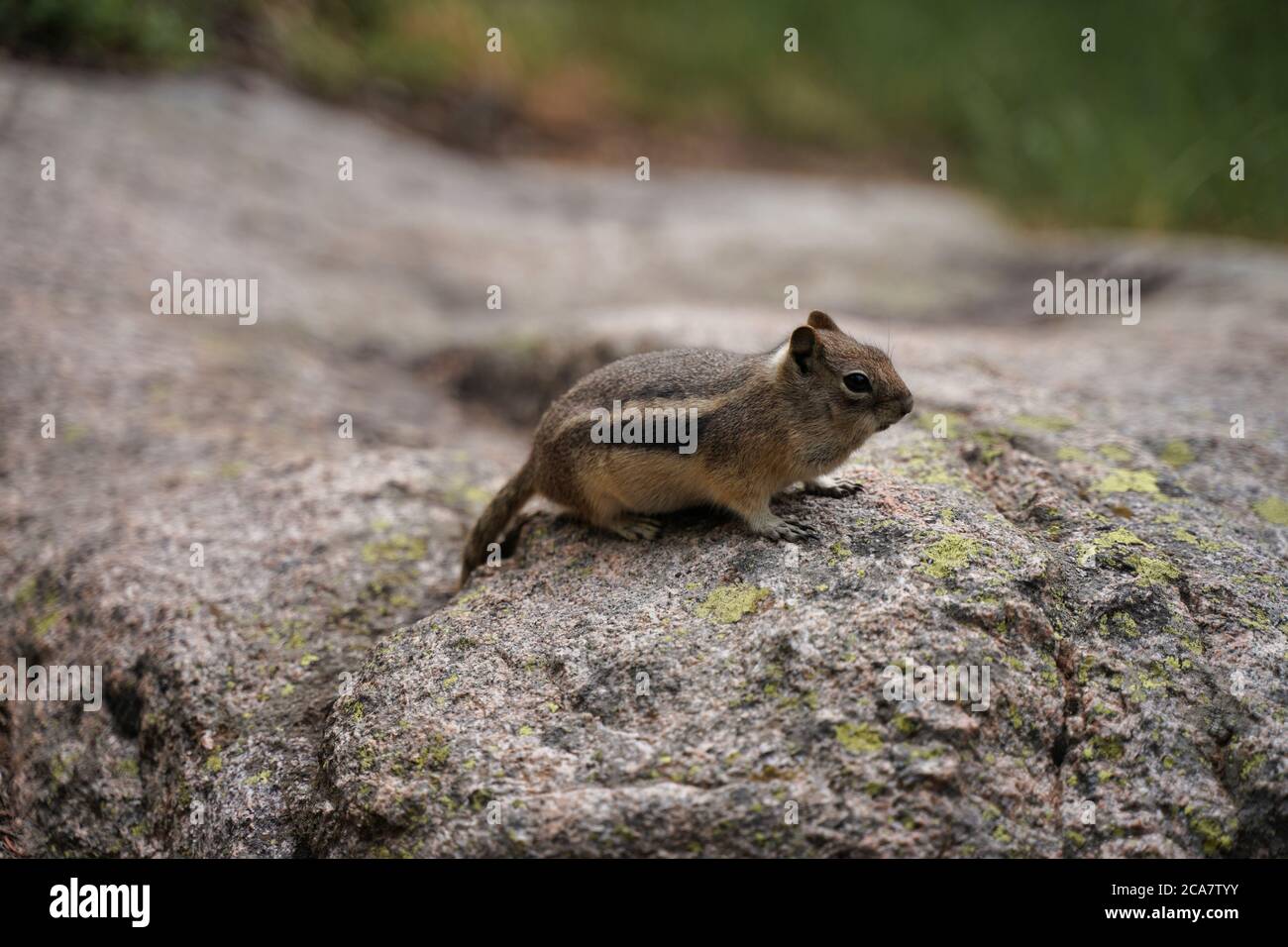 Chipmunk seduto sulla roccia. Profondità di campo poco profonda, sfondo sfocato. Roditore piccolo e ravvicinato Foto Stock