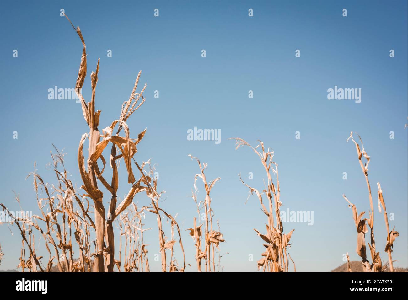 La siccità ha decimato una coltura di mais e ha lasciato le piante asciugate fuori e morto. Simbolo del riscaldamento globale e del cambiamento climatico. Foto Stock