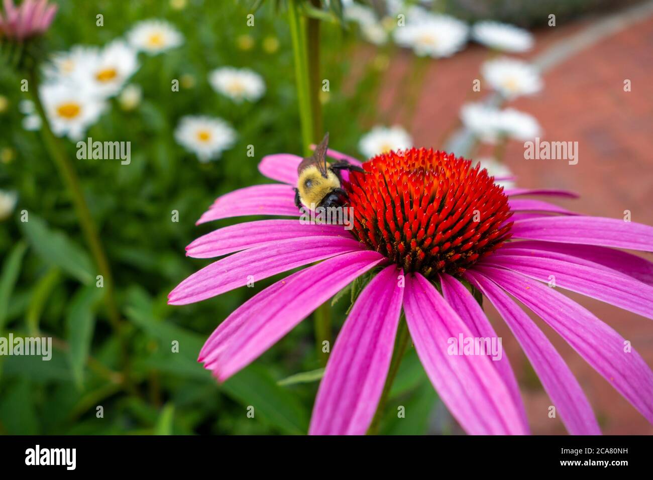 Bumble Bee nutrirsi sul polline di un rosa rosso Echinacea sensazione rosa fiore di coneflower rosa Foto Stock
