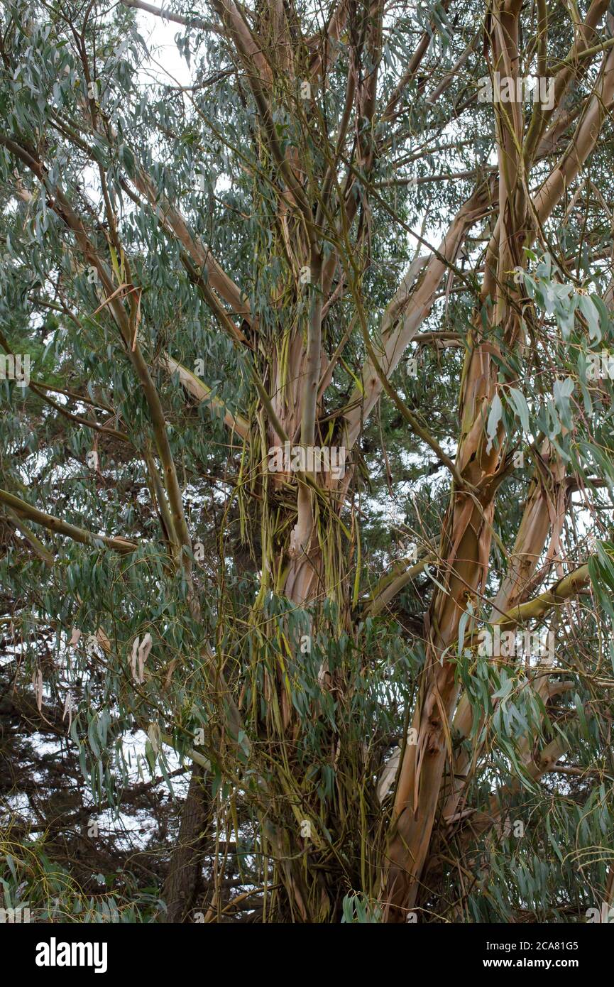 Campagna della Nuova Zelanda: Alberi di eucalipto (Gum blu). (Myrtaceae) Myrtle. Foto Stock