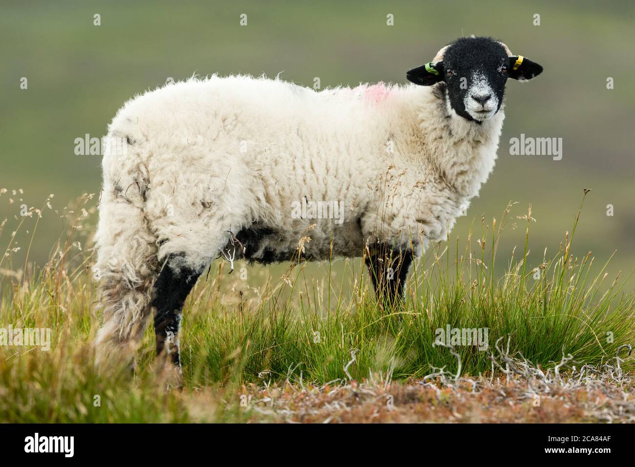 Agnello swaledale in estate. Rivolto in avanti e si trovava in una prateria ruvida su una Grouse Moor nel Nord Yorkshire. Le pecore Swaledale sono native della zona. Foto Stock