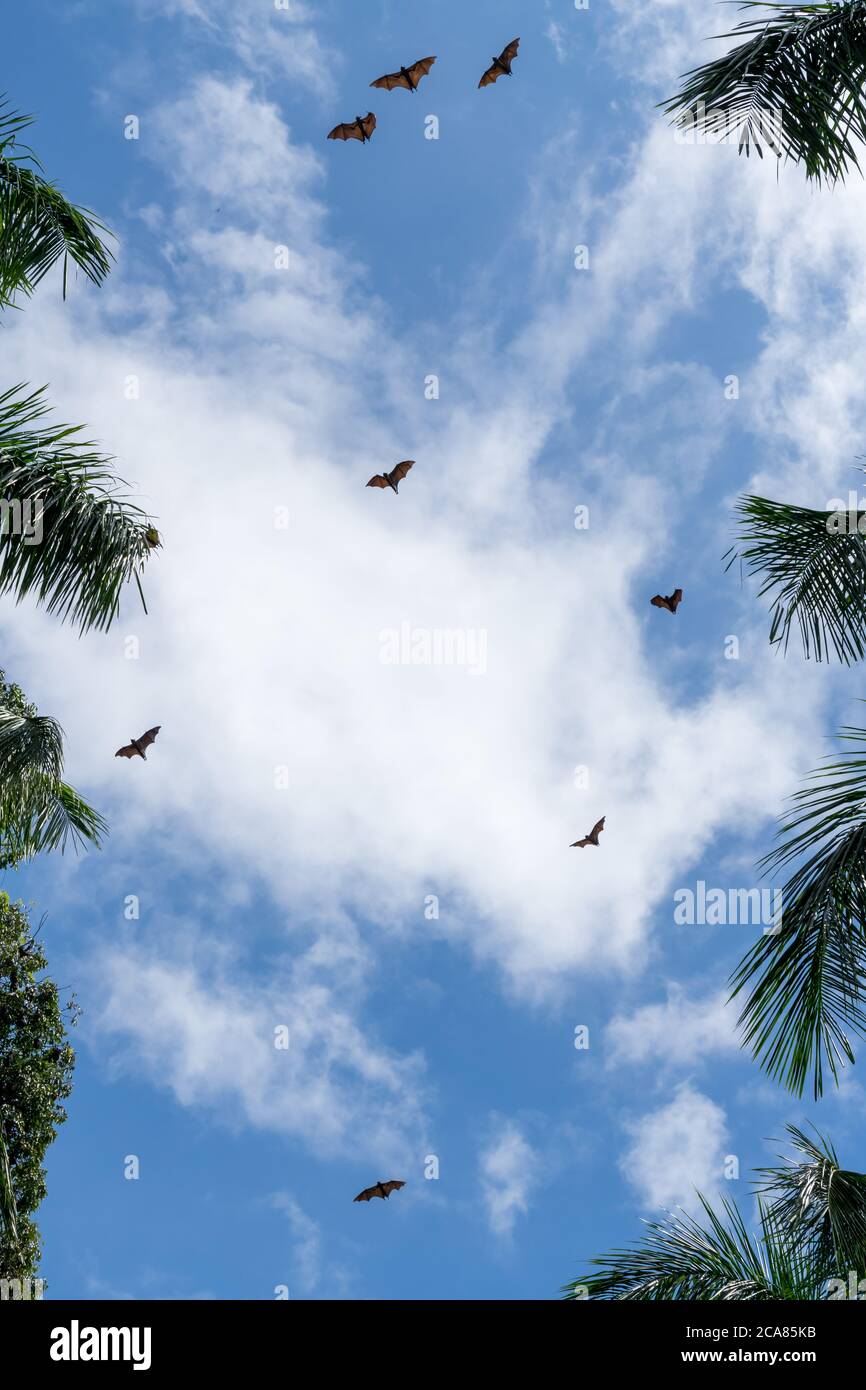 Volpi giganti dell'india (grandi pipistrelli) al volo, Pteropus giganteus. Palme e cielo con le nuvole Foto Stock