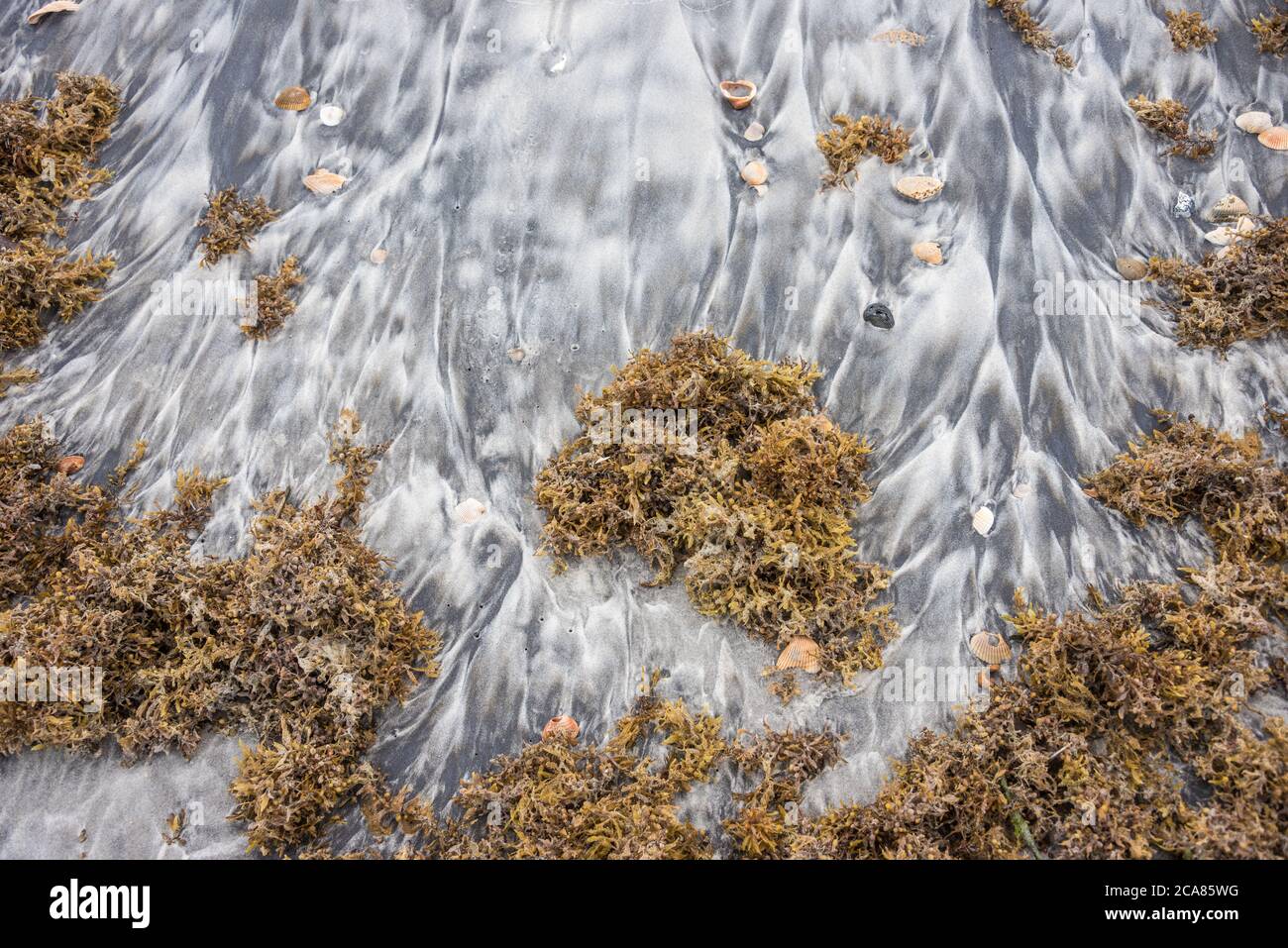 Spiaggia di sabbia con conchiglie e alghe sargassum lungo la costa atlantica a Mickler's Landing a Ponte Vedra Beach, Florida. (STATI UNITI) Foto Stock