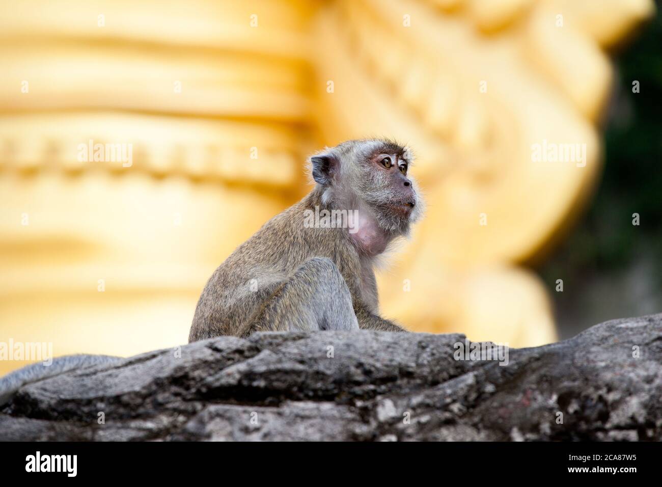 Macaque (Macaca fascicularis) che mangia granchi sulla roccia. Giugno 2010. Grotte di Batu. Malesia. Foto Stock