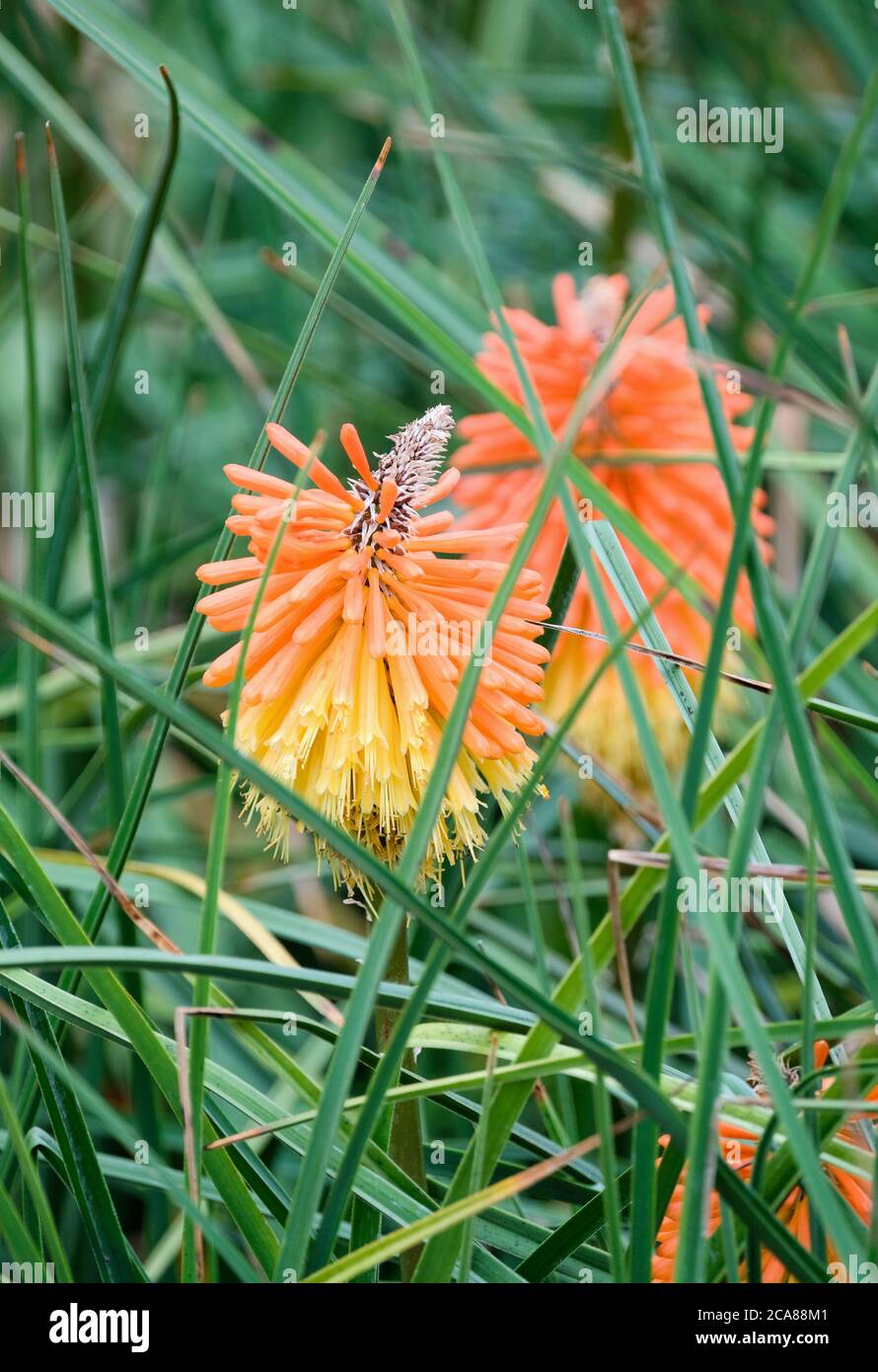 Knifofia triangularis subsp. Triangularis "luce del mondo". Poker rosso-caldo nano 'luce del mondo'. Kniphofia "luce del mondo" Foto Stock